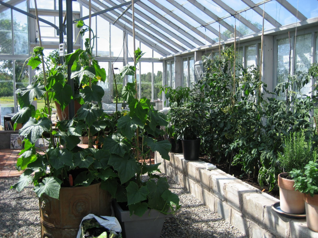 växthus med tomatplantor